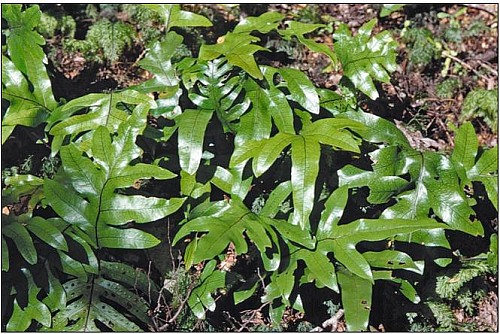 HoundT.jpg: 665x444, 79k (2017 Apr 04 02:32)