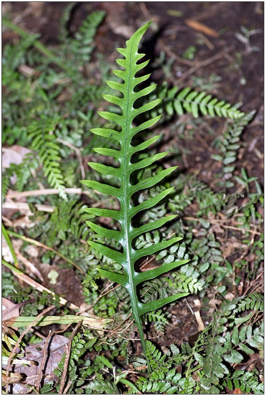 click on the photo to download the original image

mokimoki