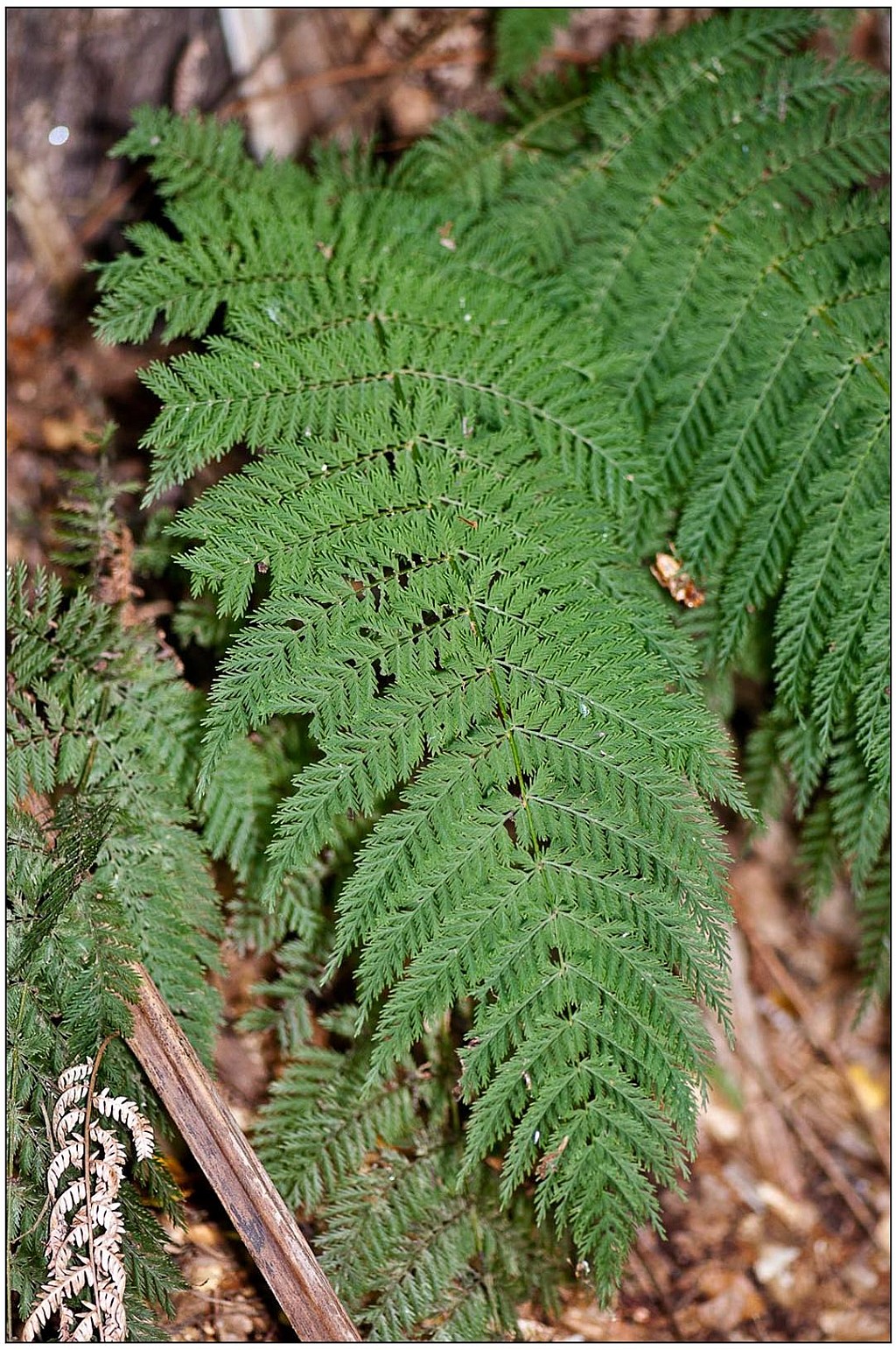 click on the photo to download the original image

crape fern