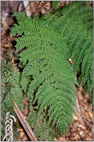 crape fern.jpg: 1082x1629, 347k (2017 May 10 01:30)