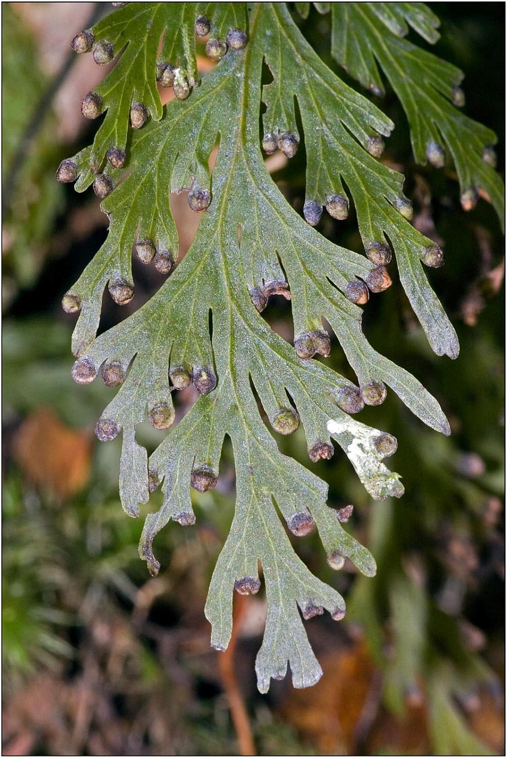 click on the photo to download the original image

Irirangi