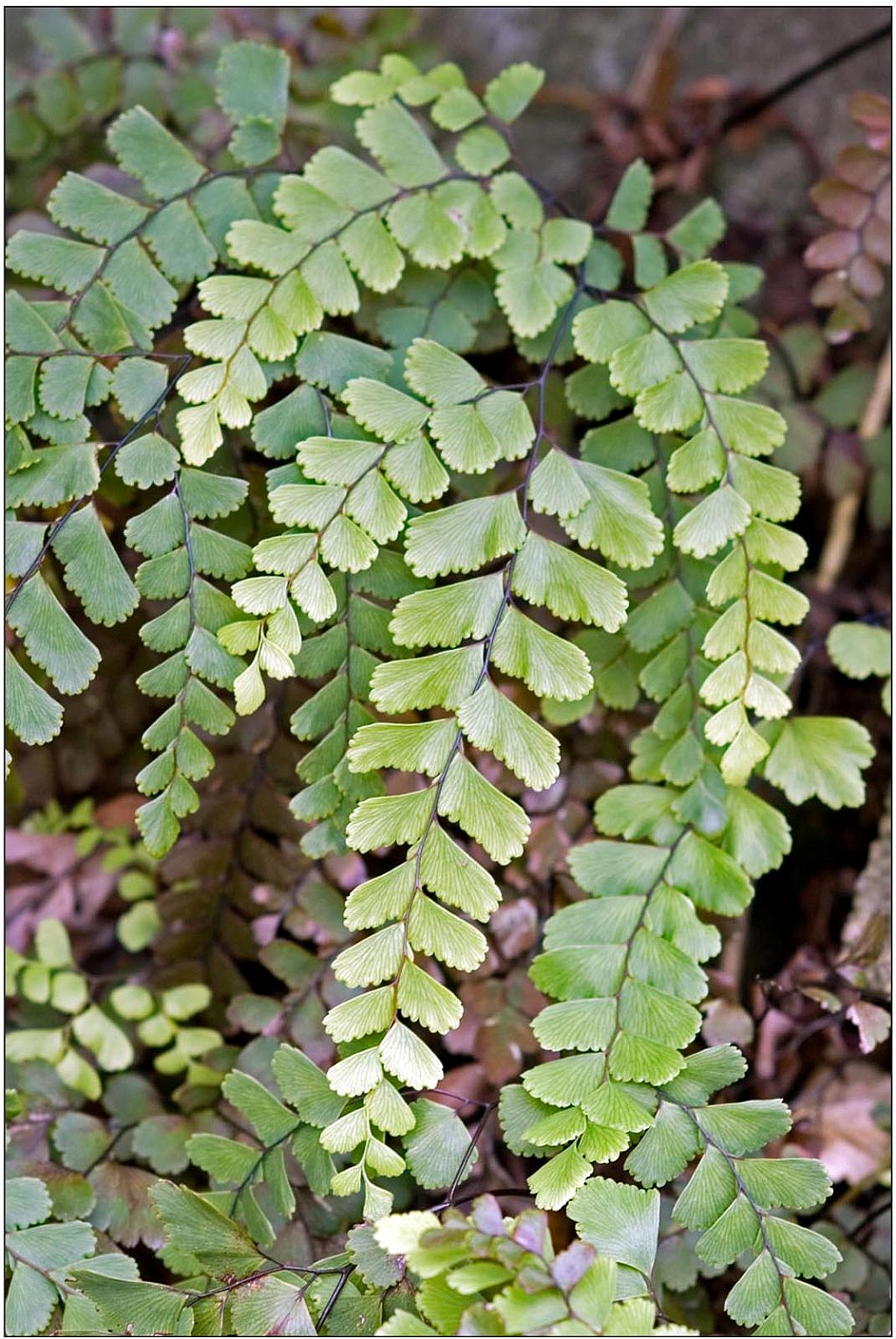 click on the photo to download the original image

maidenhair