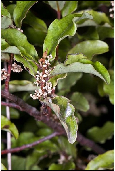 Mapou.jpg: 406x606, 39k (2017 Oct 30 00:00)