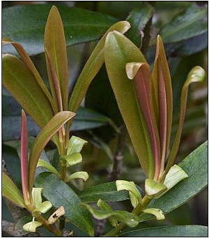 Toro.jpg: 503x572, 40k (2017 Nov 06 00:00)