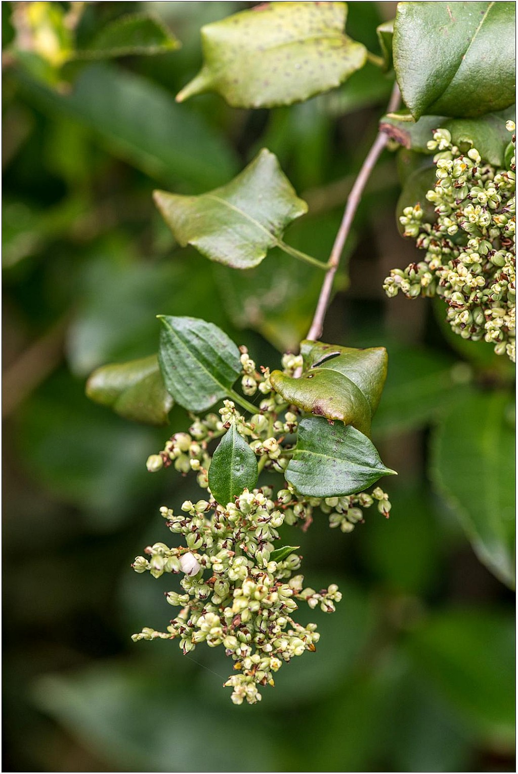 click on the photo to download the original image

Puka