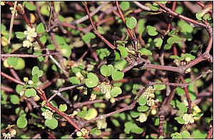 Shrubby Pohuehue.jpg: 1339x880, 166k (2018 Apr 10 01:30)
