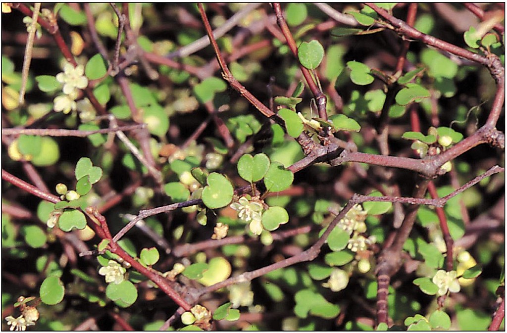 click on the photo to download the original image

Shrubby Pohuehue