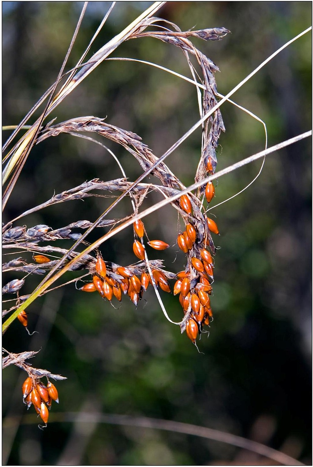 click on the photo to download the original image

Mapere