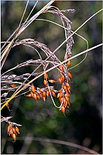 Gahnia pauciflora
click thru to article
photograph by Jeremy Rolfe
