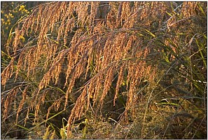 Aotearoa Native Plants