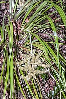 Aotearoa Native Plants