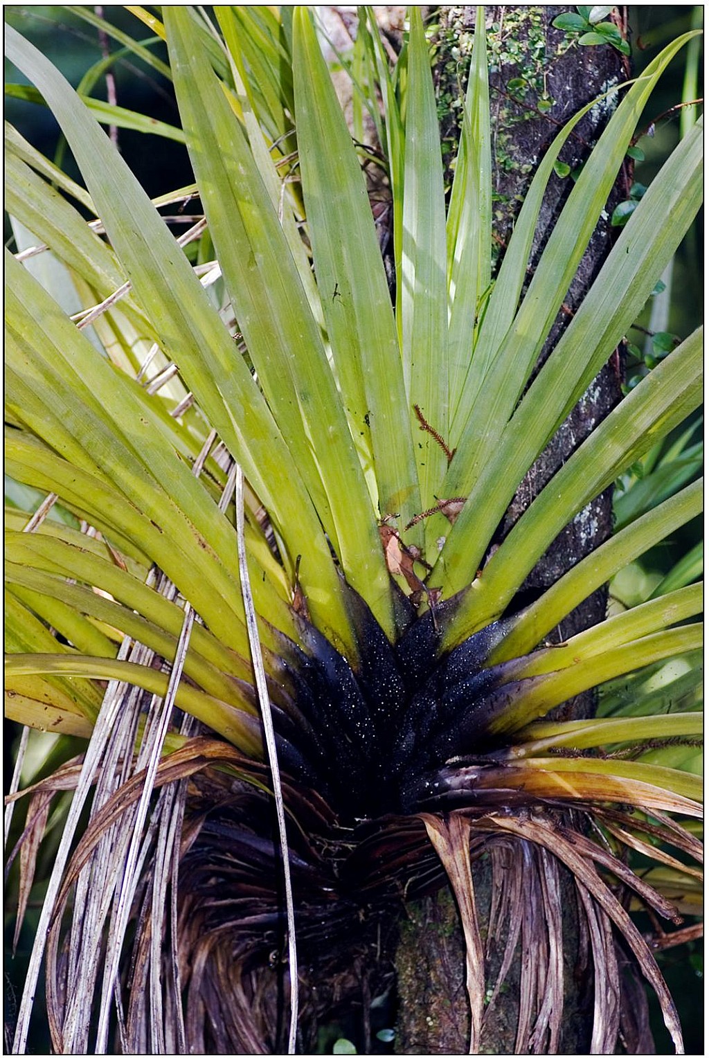 click on the photo to download the original image

Kahakaha