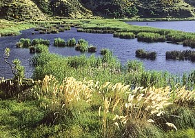 Aotearoa Native Plants