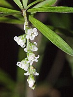 Aotearoa Native Plants