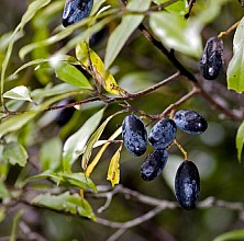 Beilschmiedia tawa
click thru to article
photograph by Jeremy Rolfe