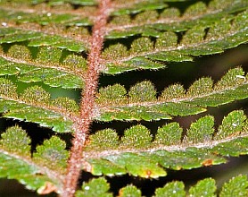 Lastreopsis velutina
click thru to article
photograph by Jeremy Rolfe