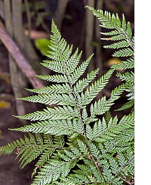 SmoothShieldFern.jpg: 819x1003, 372k (2019 Nov 05 07:25)