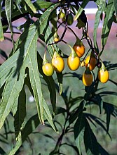 Solanum laciniatum
click thru to article
photograph by Jeremy Rolfe