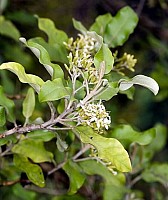 Aotearoa Native Plants