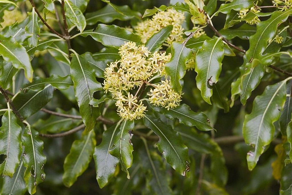 click on the photo to download the original image

Lemonwood