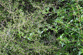 Coprosma propinqua agg.
click thru to article
photograph by Jeremy Rolfe