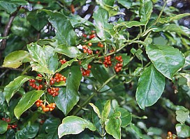 Aotearoa Native Plants