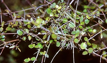 Coprosma rhamnoides
click thru to article
photograph by Jeremy Rolfe