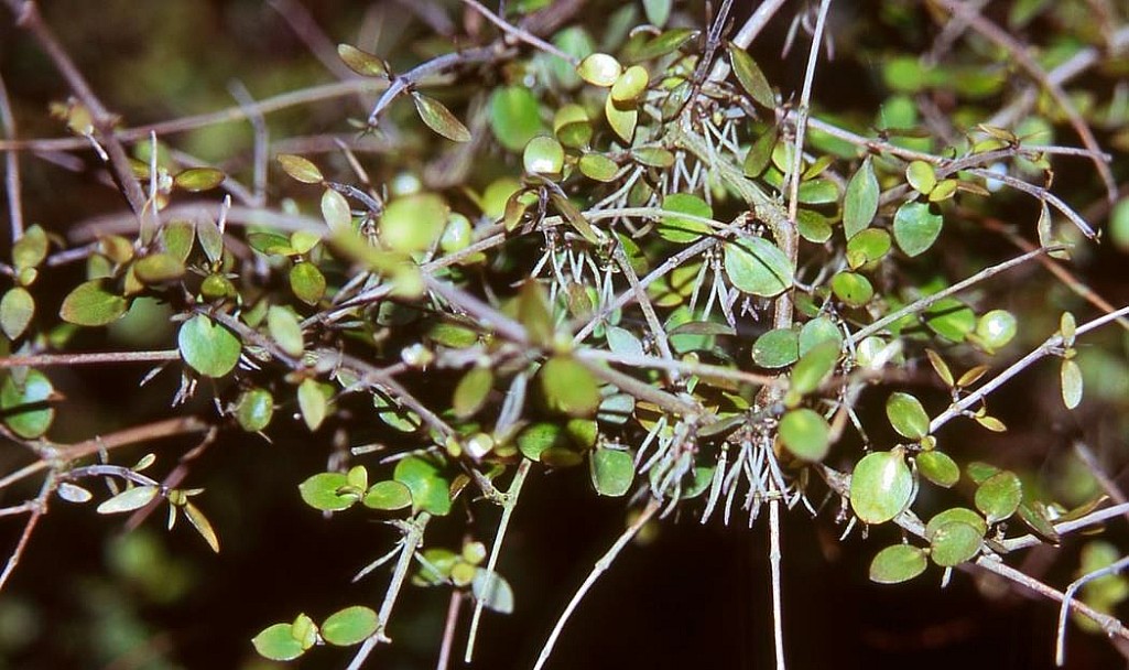 click on the photo to download the original image

mingimingi