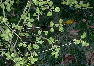 Coprosma areolata
click thru to article
photograph by Jeremy Rolfe
