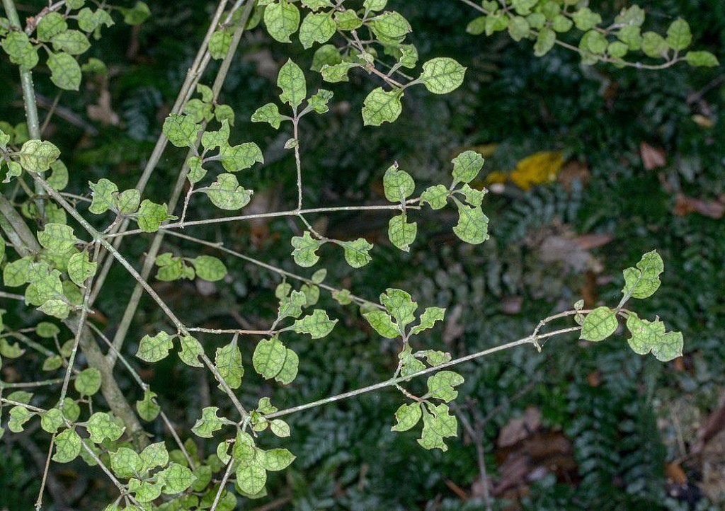 click on the photo to download the original image

Coprosma