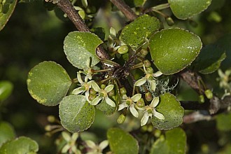 Melicope simplex
click thru to article
photograph by Jeremy Rolfe