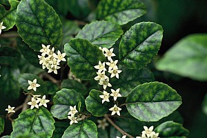 Aotearoa Native Plants