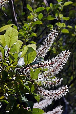 Kamahi.jpg: 536x800, 180k (2022 May 05 04:12)