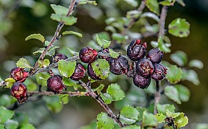 BushSnowberry2.jpg: 800x496, 115k (2022 May 30 23:01)