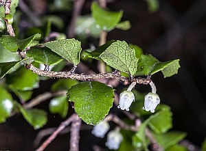 BushSnowberry1.jpg: 800x590, 115k (2022 May 30 23:01)