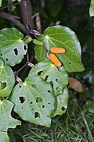 Aotearoa Native Plants