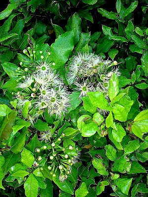 Maire.jpg: 600x800, 249k (2023 Sep 30 02:35)