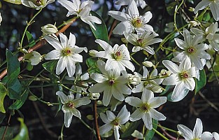 Aotearoa Native Plants