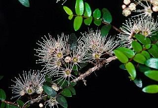 Metrosideros diffusa
click thru to article
photograph by Jeremy Rolfe