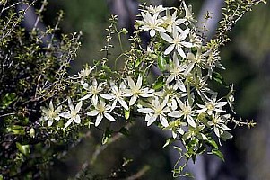 clematis.jpg: 400x266, 58k (2024 Mar 02 07:04)