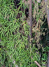 Lycopodium volubile
click thru to article
photograph by Jeremy Rolfe