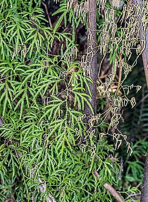 Lycapodium.jpg: 437x599, 199k (2024 May 11 01:15)