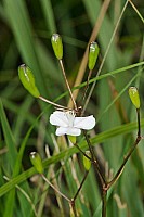 Aotearoa Native Plants