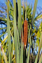 Typha orientalis
click thru to article
photograph by Jeremy Rolfe