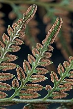Paesia scaberula
click thru to article
photograph by Jeremy Rolfe