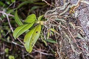 Drymoanthus adversus.jpg: 1004x671, 187k (2025 Sep 23 05:24)