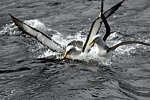 click to see gallery

Albatross Argument
Original size:&nbsp;2,240 x 1,488; 290 kB
Filename:&nbsp;'AlbatrossArgument'
