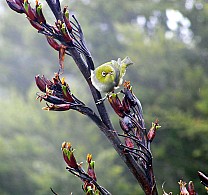 click to see gallery

Mount Arthur
Photo:&nbsp;'2006 Jan 13 22:17'
Original size:&nbsp;1,817 x 1,705; 3,374 kB
Filename:&nbsp;'mount arthur'