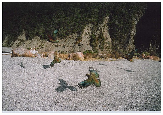 click to see gallery

Keas In Flight
Original size:&nbsp;1,754 x 1,240; 779 kB
Filename:&nbsp;'keas in flight'