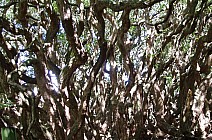 click to see gallery

53a Fuchsia
Photo:&nbsp;Peter Barber
Photo:&nbsp;'2007 Oct 02 13:52'
Original size:&nbsp;1,942 x 1,284; 1,525 kB
Filename:&nbsp;'53a.Peter Barber Fuchsia'